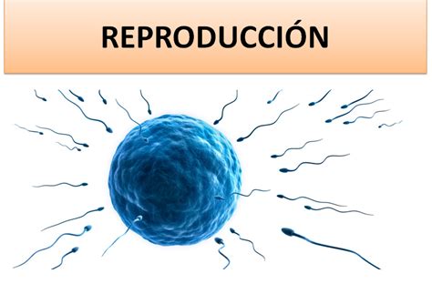 Apuntes De Ciencias Naturales Tema 7 La Reproducción