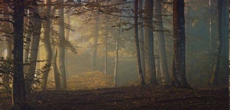 fall, Sunrise, Forest, Leaves, Shrubs, Trees, Mist, Morning, Nature ...