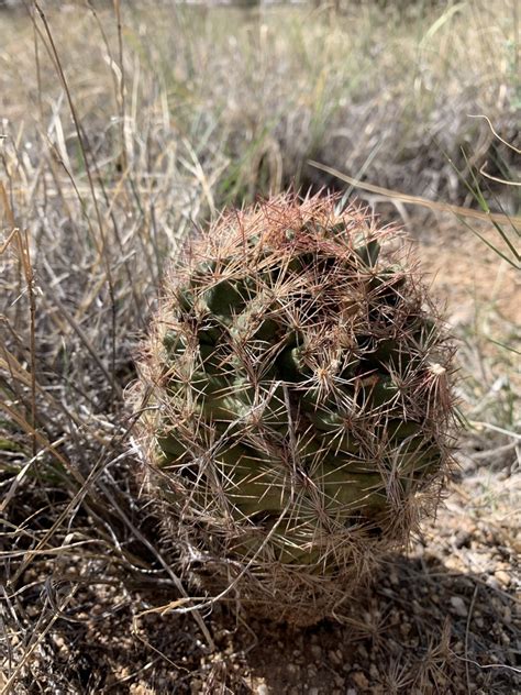 Woven Spine Pineapple Cactus From Kirtland AFB Albuquerque NM US On