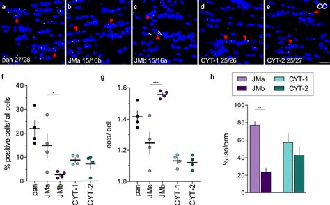 Pattern Of Erbb4 Jma And Cyt 1 Isoform Expression In The Corpus Download Scientific Diagram