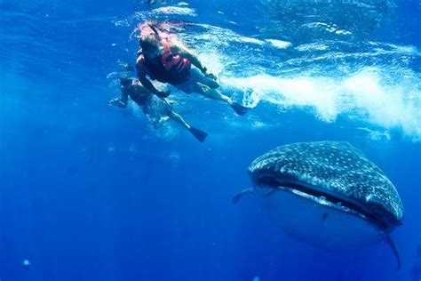 Amazing Swim With Whale Sharks Cancun Traveller Reviews Tripadvisor