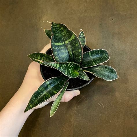 Sansevieria ‘Tabby Green’ | grow urban. Edinburgh