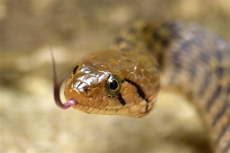 Facts About The Checkered Keelback India Snake Radar