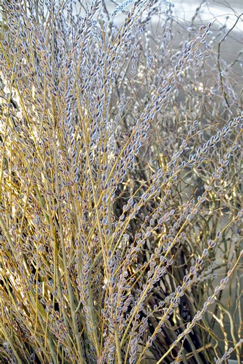 Gathering Pussy Willows The Martha Stewart Blog