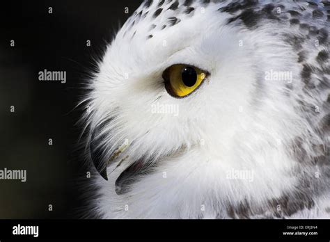 Owl Profile Side Face Head Hi Res Stock Photography And Images Alamy