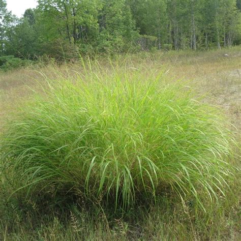 17 Native Grasses Of Kentucky