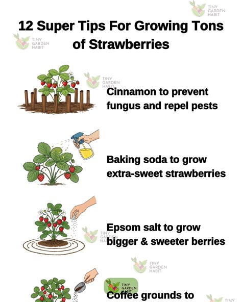 DIY - 🍓🌿 Want a huge strawberry harvest? These 12 super tips will help