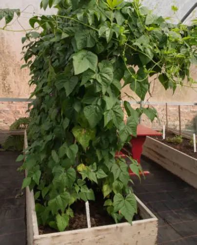 Growing A Productive And Attractive Green Bean Teepee