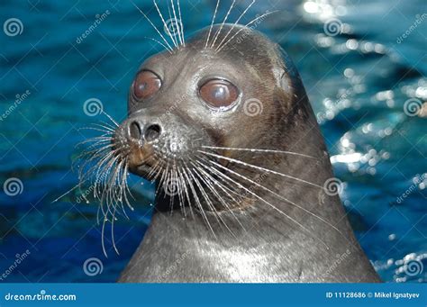 The Baikal Seal Stock Photo Image Of Mammal Sight Animal 11128686