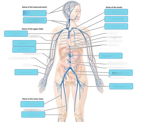 The Major System Veins Diagram Quizlet