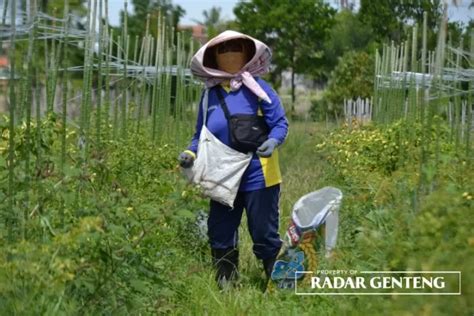 Cabai Banyak Rusak Harga Terus Turun Radar Banyuwangi