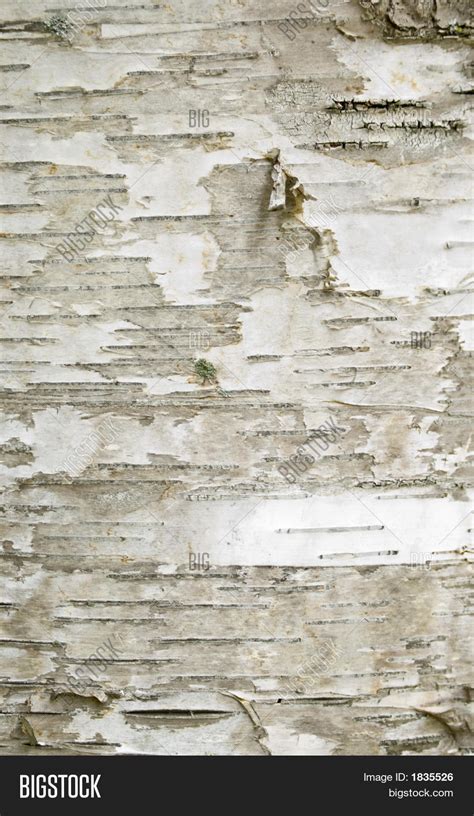 White Bark Birch Tree Image & Photo (Free Trial) | Bigstock