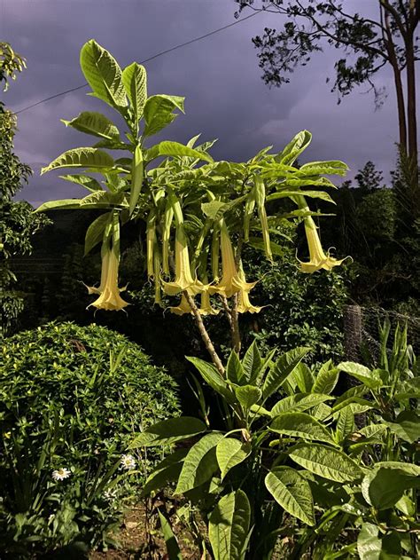 Angel Trumpet Poisonous Stay Away Trees To Plant Planting Flowers