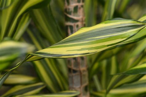 Planta dracena como cuidar seus tipos como o tricolor arbórea e mais