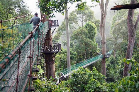 Borneo Rainforest Lodge - Danum Valley Tours