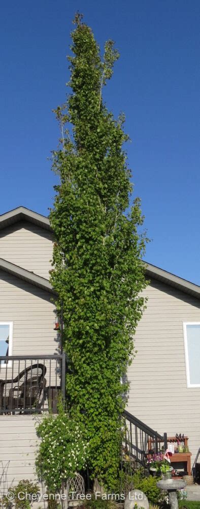 Aspen Swedish Columnar Cheyenne Tree Farm Trees Shrubs