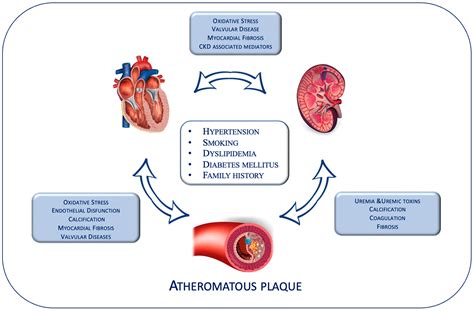 Effects of Finerenone on Cardiovascular and Chronic Kidney Diseases: A
