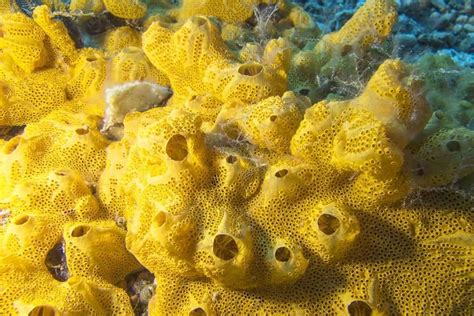 Sponge Fish Facts | Demospongiae | AZ Animals