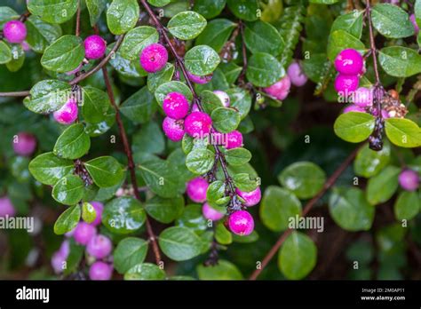 Pink Berries En Francais At Winnifred Pitts Blog