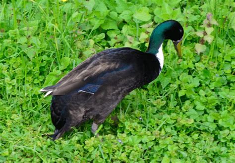 10 Incredible Black And White Duck Breeds With Pictures Savvy Farm Life