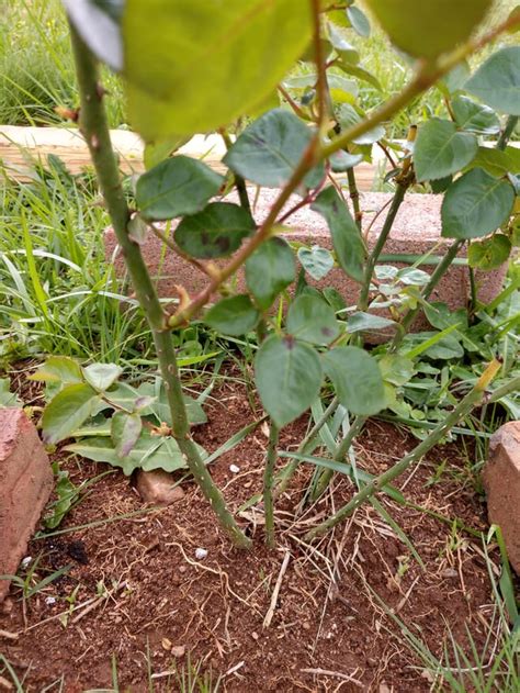 Are these spots on my rose cause for concern? Appeared after spraying ...