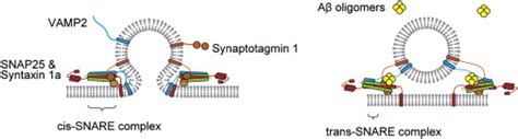 A Mechanistic Model For The Inhibition Of Ca2 Triggered SNARE Mediated