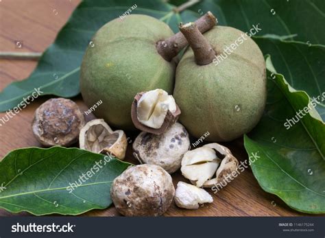 kukui plant images stock   objects vectors shutterstock