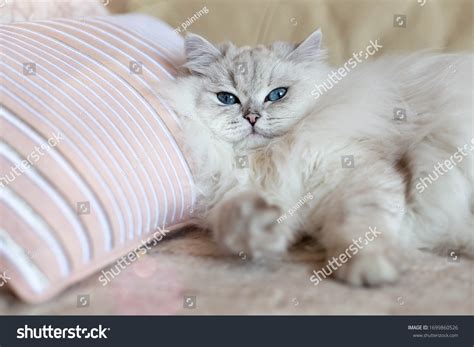 Nude Furries Images Stock Photos Vectors Shutterstock