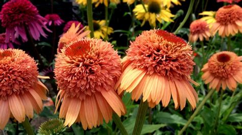 Эхинацеи: Echinacea Supreme Cantaloupe-эхинацея Supreme Cantaloupe