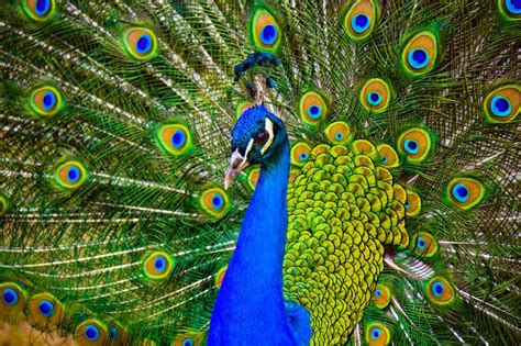 Pavlin+by+Sv-Batalina.deviantart.com+on+@DeviantArt | Pet birds ...