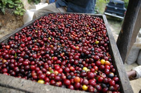 Grains De Caf Guatemala Photo Stock Image Du Lames Central