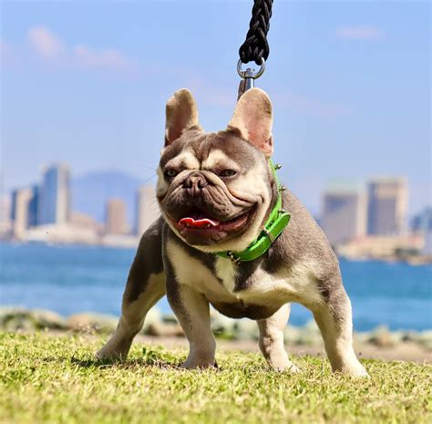 Are Frenchtons REALLY Better Than Frenchies? (The TRUTH) – Zandstra's ...