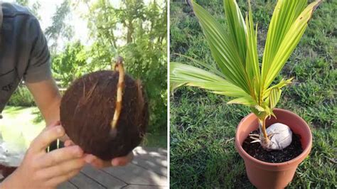 How To Plant And Grow Coconut Tree Garden Beds