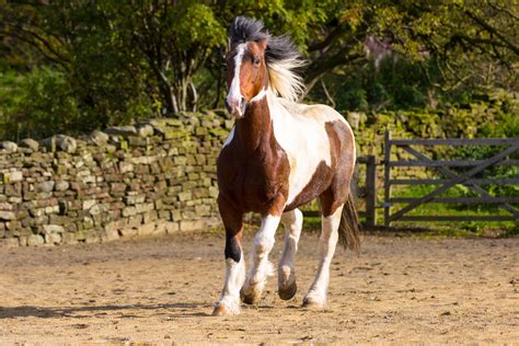 Horse Free Stock Photo - Public Domain Pictures