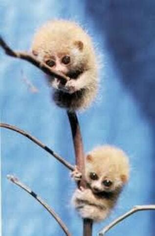 Slow Loris - Endangered Sumatran Animals