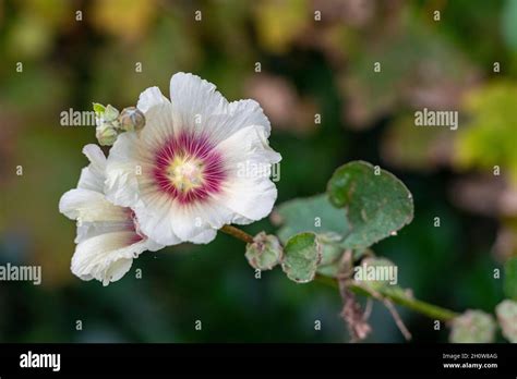Alamo Vine Plant With White Petals And Red Ring Radiating Outwards From