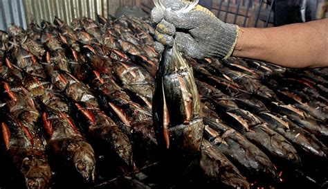 Ini Penyebab Harga Ikan Cakalang Naik Menjadi Rp100 000 Per Ekor