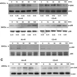 CO suppresses JNK and c-jun phosphorylation and c-fos expression in ...