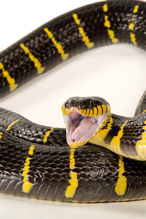 Are Black Snakes Harmful To Dogs