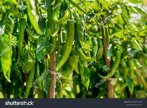 Green Hot Pepper Over Royalty Free Licensable Stock Photos Shutterstock