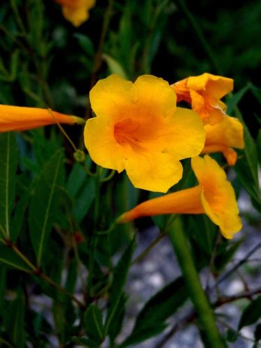 Variety Tecoma Stans Angustata Inaturalist