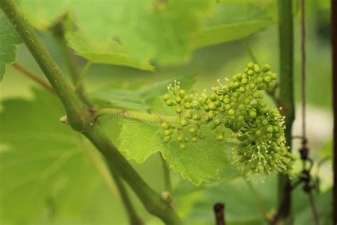 Close Up Of Flowering Grape Vine Grapes Bloom In Summer Day Stock