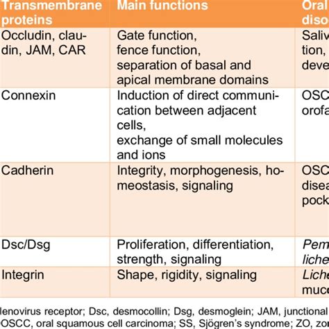 Structure of anchoring junctions. Adherens junctions are attached to ...