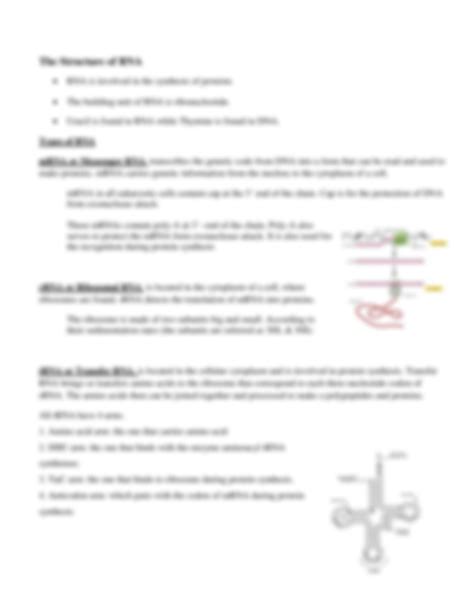 Solution Lecture 5 Nucleic Acids Dna Stucture Studypool