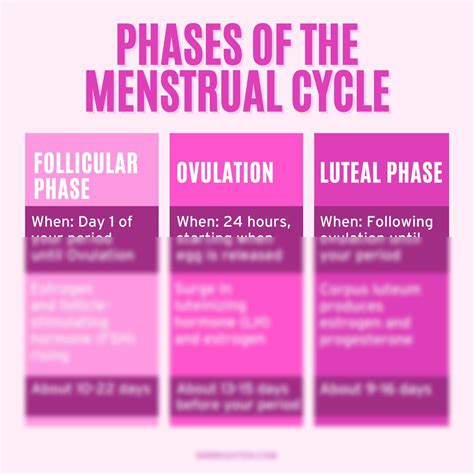 Solution Phases Of Menstrual Cycle Studypool