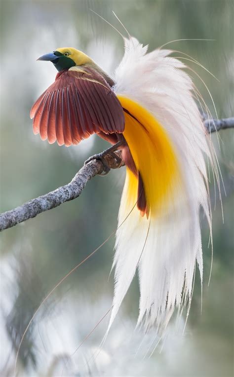 bird paradisaeidae birds  paradise fat birder