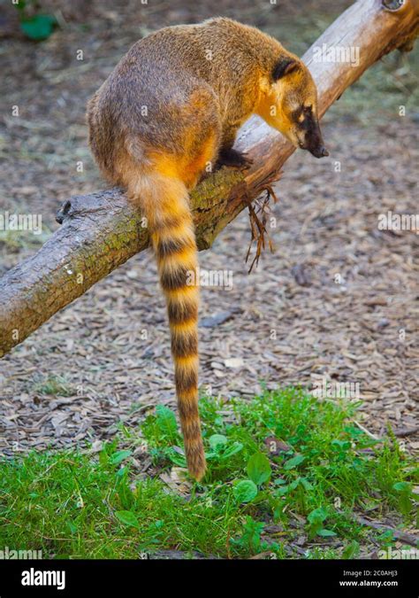 Coati (Nasua nasua) with long tail sitting on the branch Stock Photo - Alamy