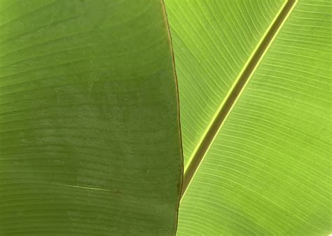 Background Daun Pisang Hijau Daun Pisang Hijau Terang Untuk Latar