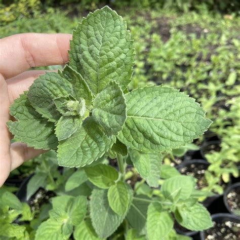 Бабушкины руки - Купить мяту