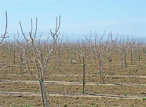 More pistachio trees coming into production this season | Farm Progress